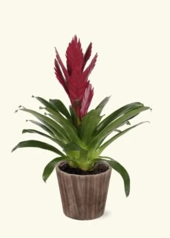 Burgundy Bromeliad, Medium -Home Living Store LARGE BROMELIADS0016