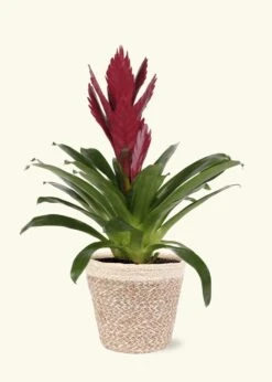 Burgundy Bromeliad, Medium -Home Living Store LARGE BROMELIADS0017