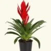 Red Bromeliad, Medium -Home Living Store LARGE BROMELIADS0018