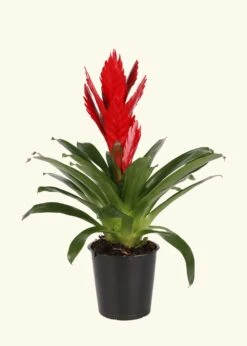 Red Bromeliad, Medium