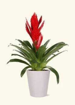 Red Bromeliad, Medium -Home Living Store LARGE BROMELIADS0020