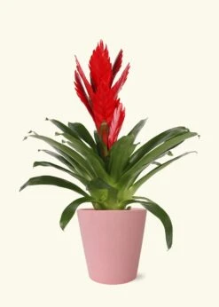 Red Bromeliad, Medium -Home Living Store LARGE BROMELIADS0021