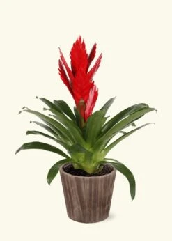 Red Bromeliad, Medium -Home Living Store LARGE BROMELIADS0022