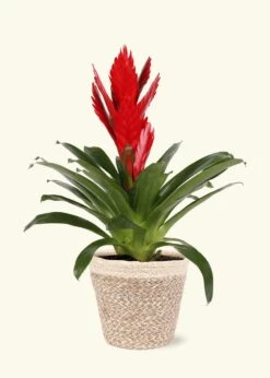 Red Bromeliad, Medium -Home Living Store LARGE BROMELIADS0023