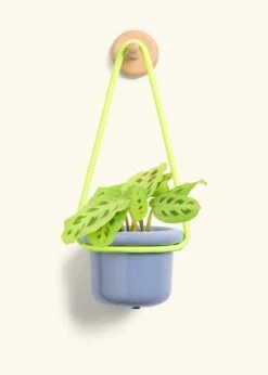 Prayer Plant 'Beauty Kim', Small -Home Living Store MARANTA GREEN 4 FATLIP BLUE 4 ROP RTD LIME 4 bckgrnd cream