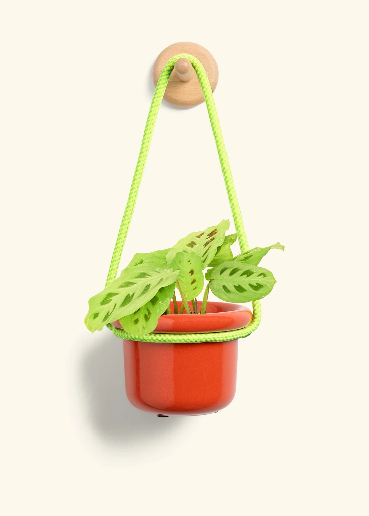 Prayer Plant 'Beauty Kim', Small - Image 9