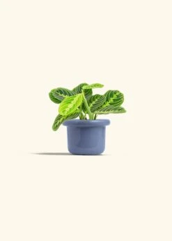 Lemon Lime Prayer Plant, Small -Home Living Store MARANTA LEMONLIME 4 FATLIP BLUE 4 bckgrnd cream