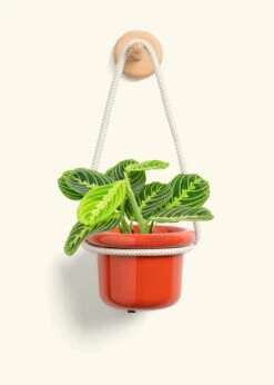 Lemon Lime Prayer Plant, Small -Home Living Store MARANTA LEMONLIME 4 FATLIP RED 4 ROP RTD CREAM 4 bckgrnd cream