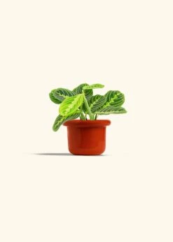Lemon Lime Prayer Plant, Small -Home Living Store MARANTA LEMONLIME 4 FATLIP RED 4 bckgrnd cream