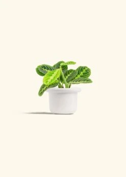 Lemon Lime Prayer Plant, Small -Home Living Store MARANTA LEMONLIME 4 FATLIP WHITE 4 bckgrnd cream