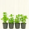 Mint, 4 Pack -Home Living Store MINT 4PACK 2