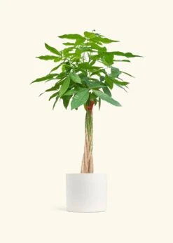 Braided Money Tree, XL -Home Living Store MONEY TREETALL 10 CLASSIC WHITE 10 bckgrnd cream