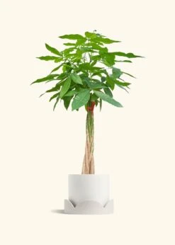 Braided Money Tree, XL -Home Living Store MONEY TREETALL 10 CLASSIC WHITE TRAY BEIGE 10 bckgrnd cream