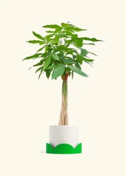 Braided Money Tree, XL -Home Living Store MONEY TREETALL 10 CLASSIC WHITE TRAY GREEN 10 bckgrnd cream