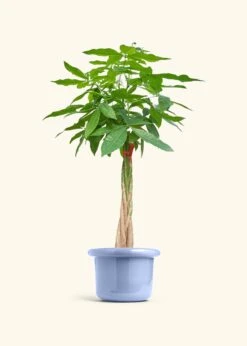 Braided Money Tree, XL -Home Living Store MONEY TREETALL 10 FATLIP BLUE 10 bckgrnd cream