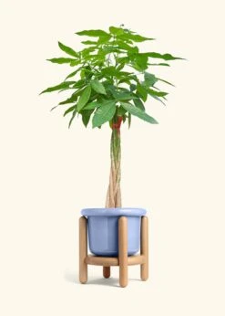 Braided Money Tree, XL -Home Living Store MONEY TREETALL 10 FATLIP BLUE STAND 10 bckgrnd cream
