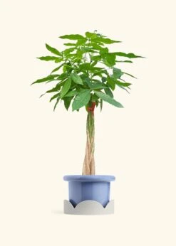 Braided Money Tree, XL -Home Living Store MONEY TREETALL 10 FATLIP BLUE TRAY BEIGE 10 bckgrnd cream