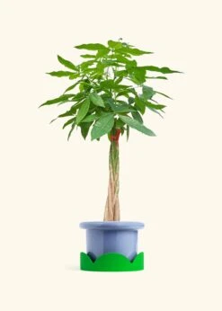 Braided Money Tree, XL -Home Living Store MONEY TREETALL 10 FATLIP BLUE TRAY GREEN 10 bckgrnd cream