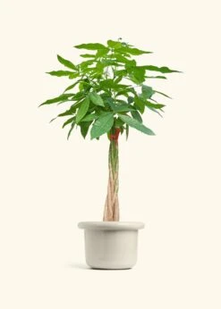 Braided Money Tree, XL -Home Living Store MONEY TREETALL 10 FATLIP OAT 10 bckgrnd cream