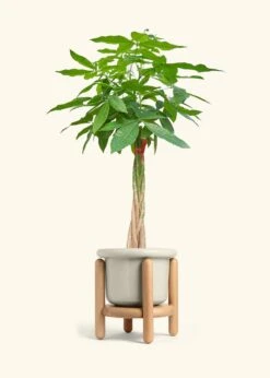 Braided Money Tree, XL -Home Living Store MONEY TREETALL 10 FATLIP OAT STAND 10 bckgrnd cream