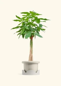 Braided Money Tree, XL -Home Living Store MONEY TREETALL 10 FATLIP OAT TRAY BEIGE 10 bckgrnd cream