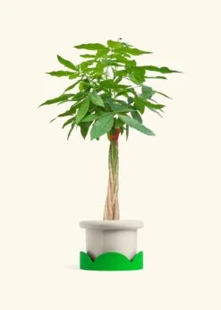 Braided Money Tree, XL -Home Living Store MONEY TREETALL 10 FATLIP OAT TRAY GREEN 10 bckgrnd cream