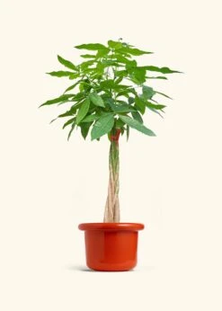 Braided Money Tree, XL -Home Living Store MONEY TREETALL 10 FATLIP RED 10 bckgrnd cream