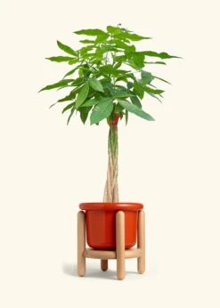 Braided Money Tree, XL -Home Living Store MONEY TREETALL 10 FATLIP RED STAND 10 bckgrnd cream