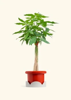 Braided Money Tree, XL -Home Living Store MONEY TREETALL 10 FATLIP RED TRAY BEIGE 10 bckgrnd cream