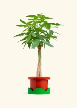 Braided Money Tree, XL -Home Living Store MONEY TREETALL 10 FATLIP RED TRAY GREEN 10 bckgrnd cream