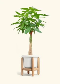 Braided Money Tree, XL -Home Living Store MONEY TREETALL 10 FATLIP WHITE STAND 10 bckgrnd cream