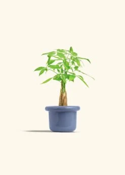 Braided Money Tree, Small -Home Living Store MONEY TREE 4 FATLIP BLUE 4 bckgrnd cream