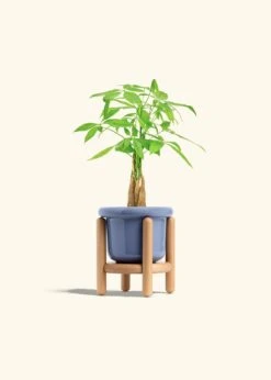 Braided Money Tree, Small -Home Living Store MONEY TREE 4 FATLIP BLUE STAND 4 bckgrnd cream