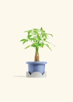 Braided Money Tree, Small -Home Living Store MONEY TREE 4 FATLIP BLUE TRAY BEIGE 4 bckgrnd cream