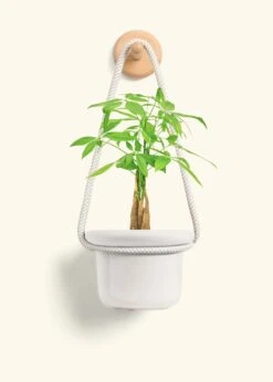 Braided Money Tree, Small -Home Living Store MONEY TREE 4 FATLIP OAT 4 ROP RTD CREAM 4 bckgrnd cream