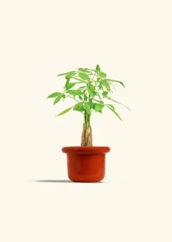 Braided Money Tree, Small -Home Living Store MONEY TREE 4 FATLIP RED 4 bckgrnd cream