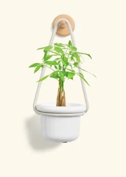 Braided Money Tree, Small -Home Living Store MONEY TREE 4 FATLIP WHITE 4 ROP RTD CREAM 4 bckgrnd cream