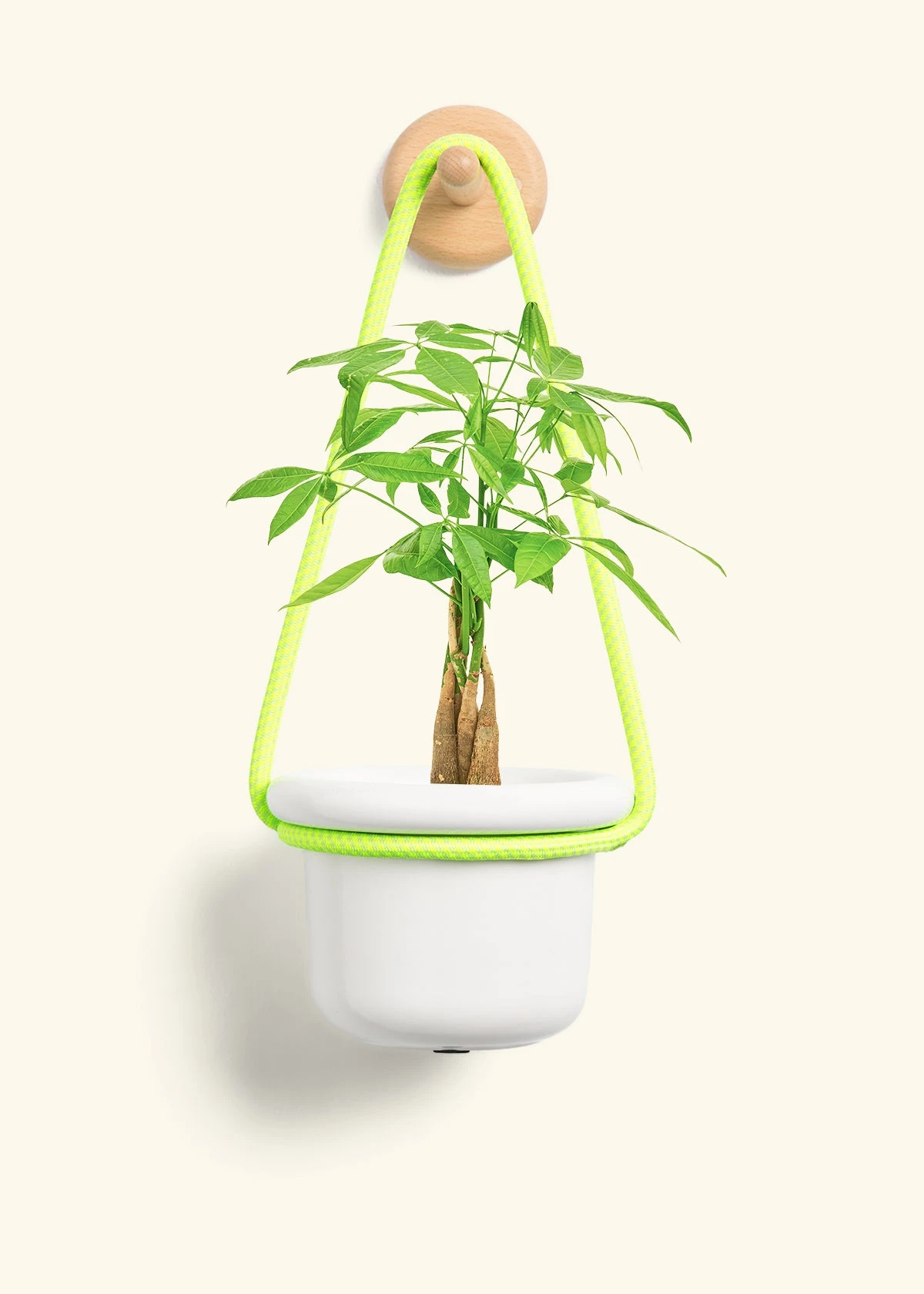 Braided Money Tree, Small - Image 5