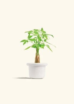 Braided Money Tree, Small -Home Living Store MONEY TREE 4 FATLIP WHITE 4 bckgrnd cream