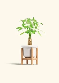 Braided Money Tree, Small -Home Living Store MONEY TREE 4 FATLIP WHITE STAND 4 bckgrnd cream