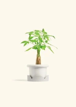Braided Money Tree, Small -Home Living Store MONEY TREE 4 FATLIP WHITE TRAY BEIGE 4 bckgrnd cream