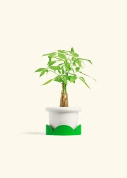Braided Money Tree, Small -Home Living Store MONEY TREE 4 FATLIP WHITE TRAY GREEN 4 bckgrnd cream