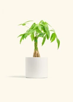 Braided Money Tree, Medium -Home Living Store MONEY TREE 6 CLASSIC WHITE 6 bckgrnd cream