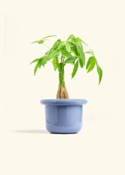 Braided Money Tree, Medium -Home Living Store MONEY TREE 6 FATLIP BLUE 6 bckgrnd cream