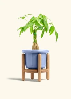 Braided Money Tree, Medium -Home Living Store MONEY TREE 6 FATLIP BLUE STAND 6 bckgrnd cream