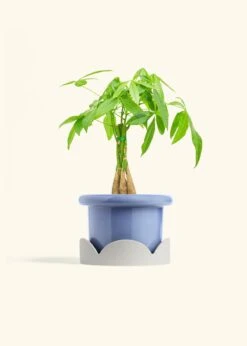 Braided Money Tree, Medium -Home Living Store MONEY TREE 6 FATLIP BLUE TRAY BEIGE 6 bckgrnd cream