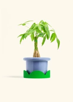 Braided Money Tree, Medium -Home Living Store MONEY TREE 6 FATLIP BLUE TRAY GREEN 6 bckgrnd cream