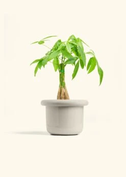 Braided Money Tree, Medium -Home Living Store MONEY TREE 6 FATLIP OAT 6 bckgrnd cream e61f65ab 9a32 4a18 bc7b 0f1611e827f8