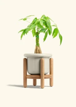 Braided Money Tree, Medium -Home Living Store MONEY TREE 6 FATLIP OAT STAND 6 bckgrnd cream 421f22d8 8849 40ad 90ee 058e6ae947e2