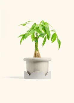 Braided Money Tree, Medium -Home Living Store MONEY TREE 6 FATLIP OAT TRAY BEIGE 6 bckgrnd cream b7c20f55 0320 4f39 a22e 55b1247fd69a